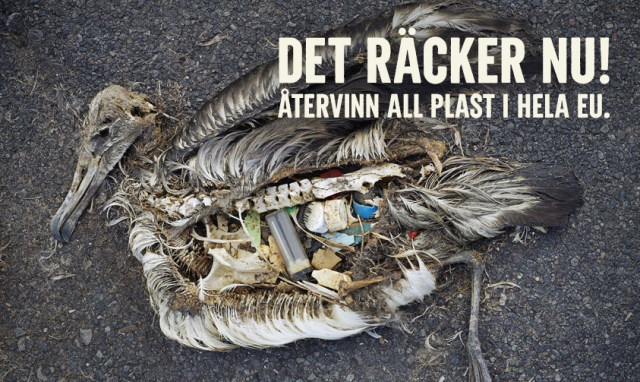 Sjöfåglar i Nordsjön har i snitt 40 plastbitar i magen