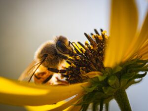 Ett bi som hämtar nektar från en blomma
