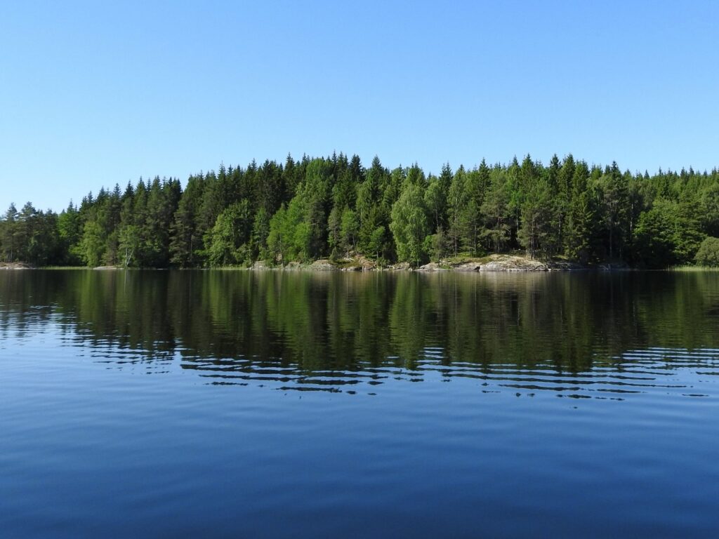 Granskog intill en blank sjö