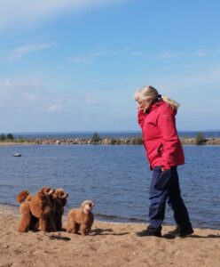 en person och tre pudlar på en strand vid Vänern