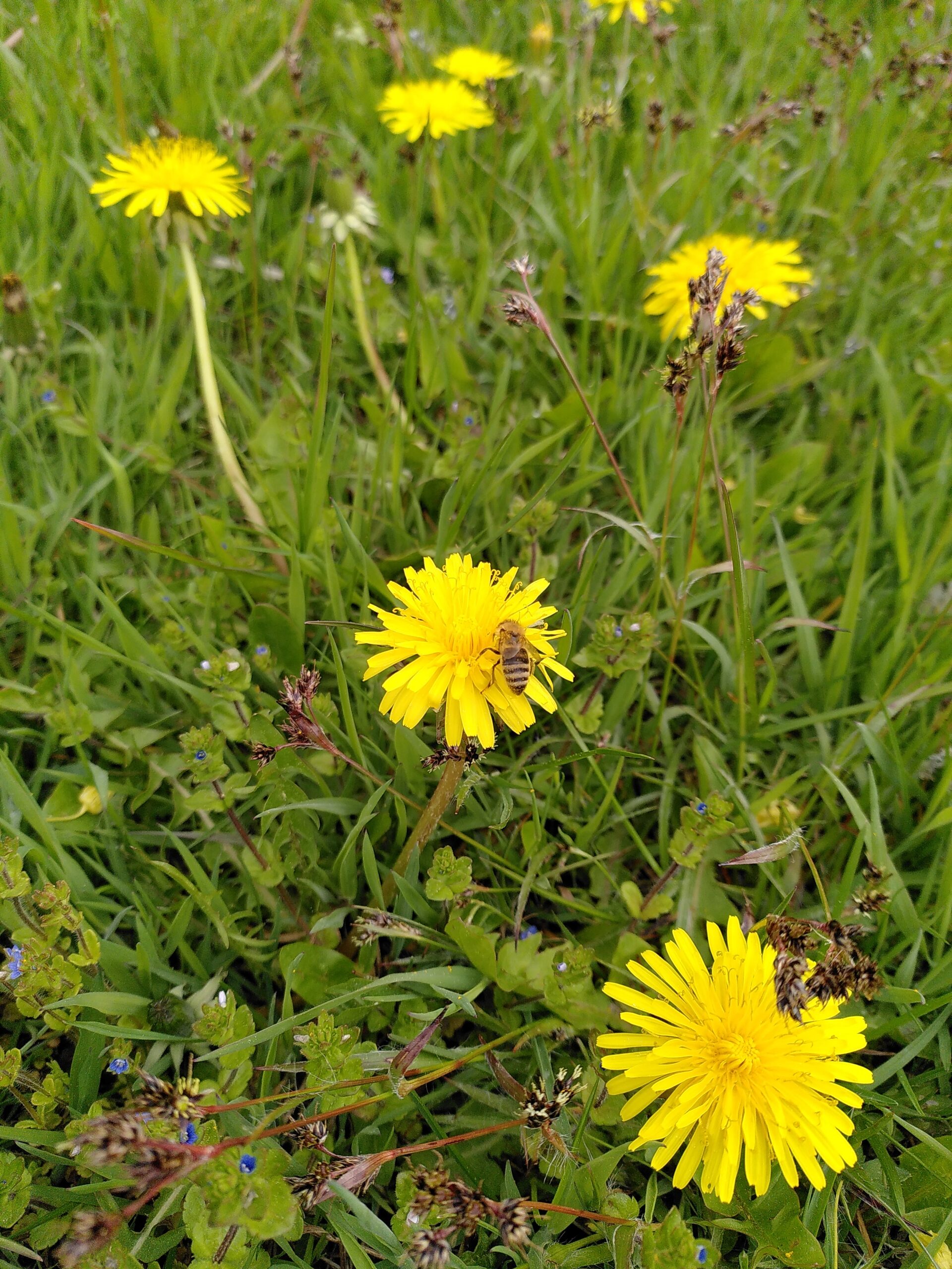 Gula maskrosor på en äng och ett bi på en av blommorna