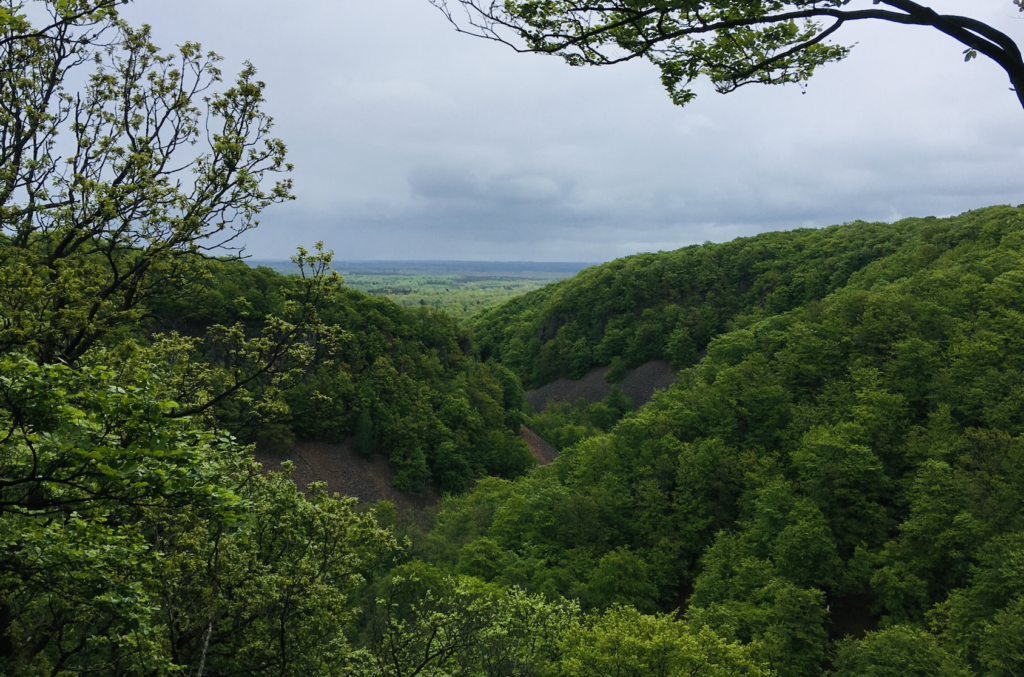 Bild från Söderåsens Nationalpark i Klippans kommmun. Träd och himmel.