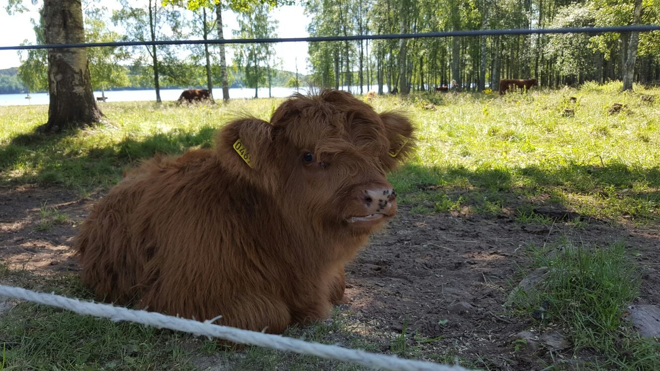 En kalv har sökt skugga i en hage.