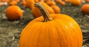 pumpatävling Adelövs marknad