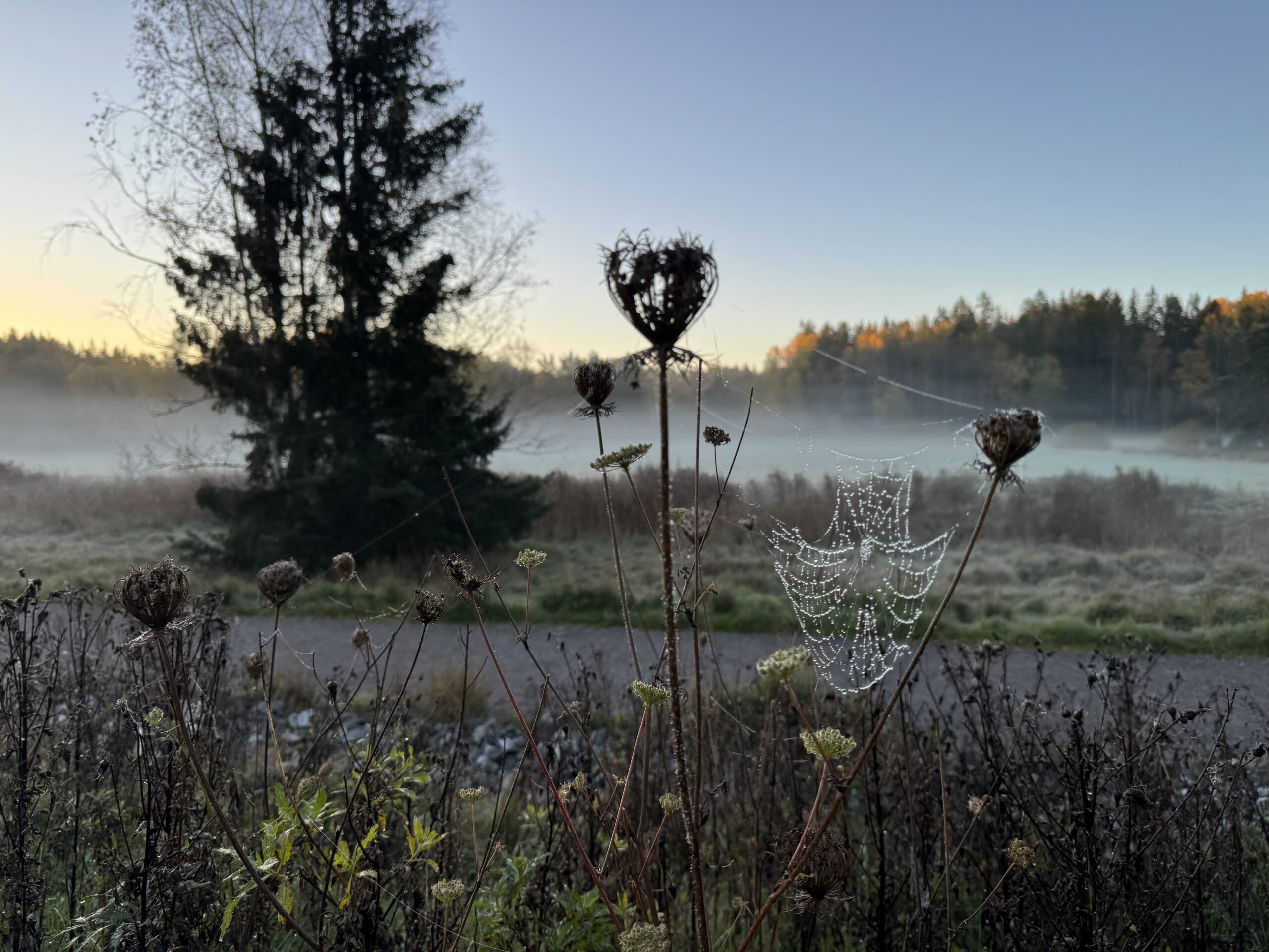 Visättra ängar på hösten