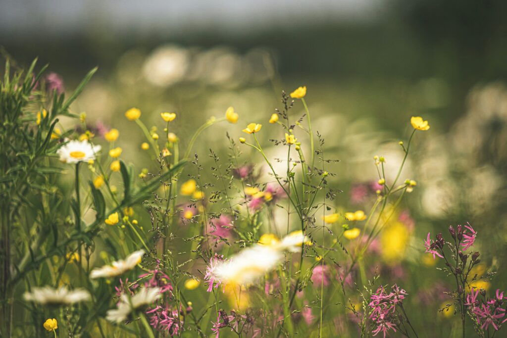 Äng med gula, rosa och vita sommarblommor